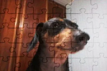 zizi jigsaw puzzle