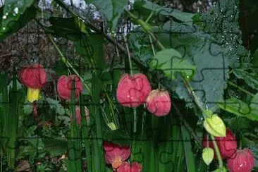 Unusal Flowers at Castlefields Canal Basins-UK
