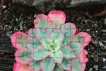 è“®åº§ jigsaw puzzle