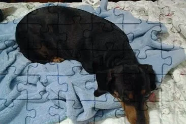 zizi2 jigsaw puzzle