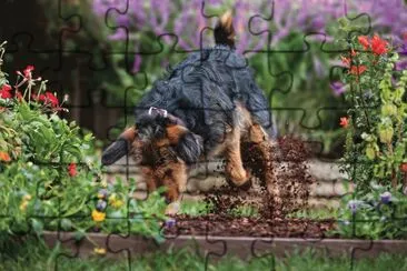  "Where is that bone I buried? "-Cute jigsaw puzzle