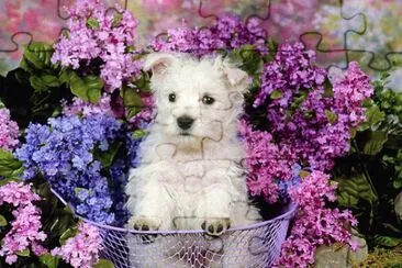 Terrier Puppy and Purple Flowers