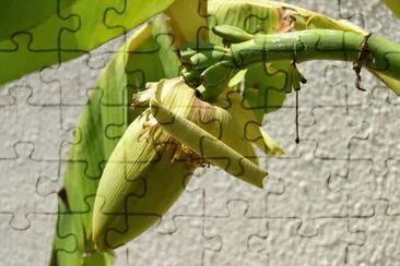 bananier