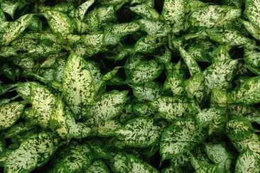 dieffembachia compacta jigsaw puzzle