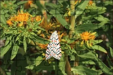 gitanilla jigsaw puzzle
