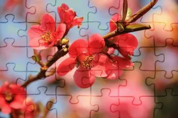fleurs de cognassier jigsaw puzzle