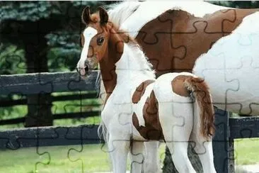 foal