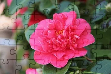 camÃ©lia jigsaw puzzle