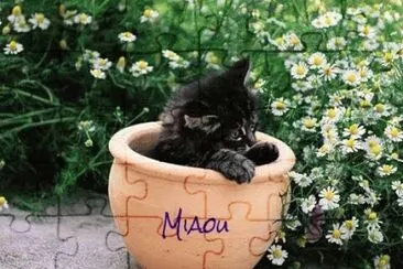 Miaou