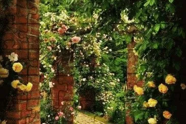 roses jigsaw puzzle