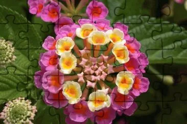äº”è‰²æ¢…(é¦¬çº“ä¸¹) jigsaw puzzle