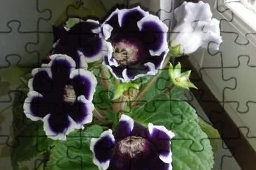 Gloxinia jigsaw puzzle