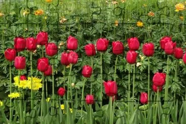 Tulipas