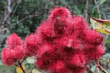 Urucum