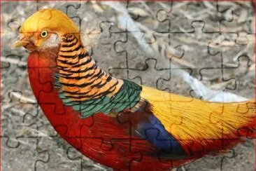 FAISAN DORADO jigsaw puzzle