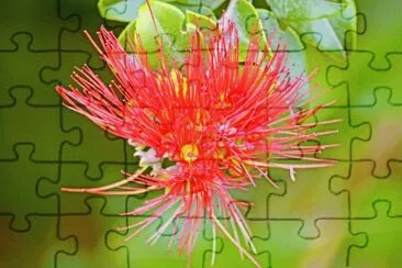 mallorca jigsaw puzzle