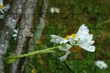 marguerite jigsaw puzzle