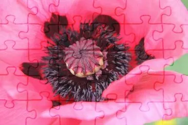 coeur  de pavot jigsaw puzzle