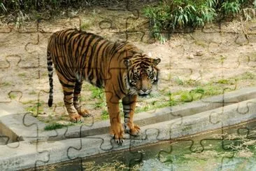 Tiger 1 jigsaw puzzle