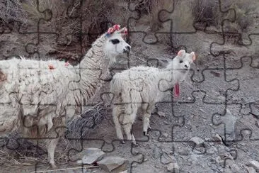 llamitas jujeÃ±as