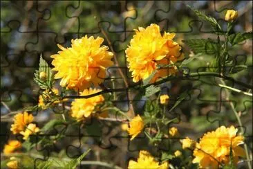 primavera jigsaw puzzle