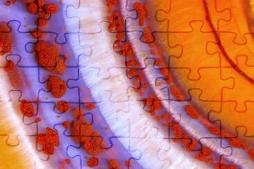 פאזל של Ã¡gata (microscopio)