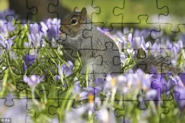 29 jigsaw puzzle
