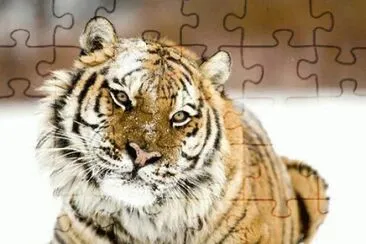 tiger 3