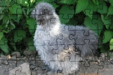 poule soie grise jigsaw puzzle
