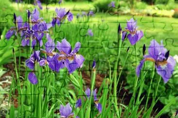 Vibrant Siberian Iris Flowers