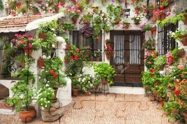 Coraci jigsaw puzzle