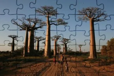 Bosque de Baobabs, Madagascar jigsaw puzzle