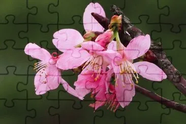 cpc741512 jigsaw puzzle