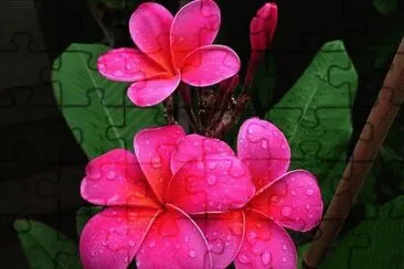 é›žè›‹èŠ± jigsaw puzzle