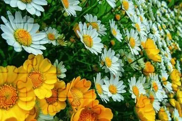 Summerflowers jigsaw puzzle