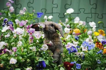 Cute Bunny in the Garden jigsaw puzzle