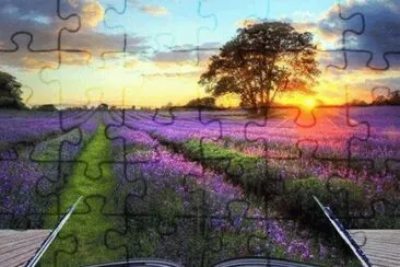 Lavender