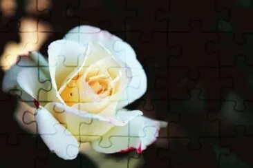 æœˆå­£èŠ± jigsaw puzzle