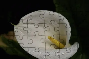 Lliri d 'aigua jigsaw puzzle