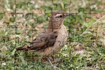 aves de los andes jigsaw puzzle