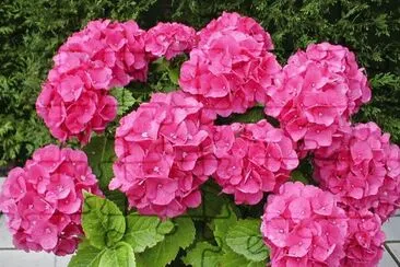 hortensias jigsaw puzzle
