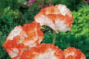imagens jigsaw puzzle