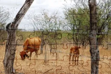 Vaca no sertão de Pernambuco