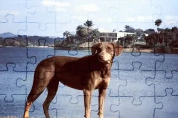 פאזל של Cão na beira da lagoa