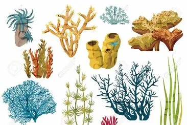 koral jigsaw puzzle