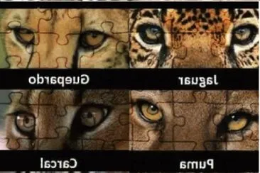 Ojos felinos jigsaw puzzle