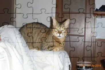 פאזל של chat