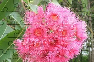 æ¡‰æ¨¹èŠ± jigsaw puzzle