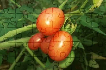 Tomate maduro jigsaw puzzle