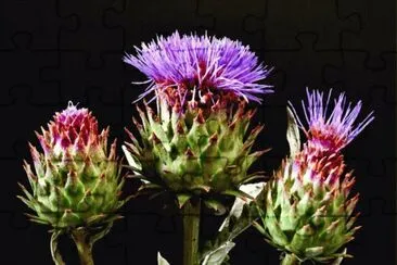 flores de cardo jigsaw puzzle